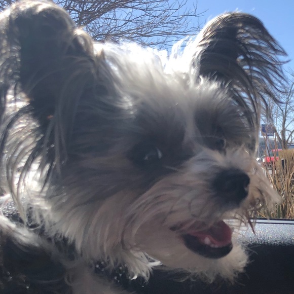 Meet your Posher, Caroline - Picture 1 of 1